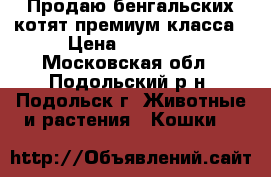 Продаю бенгальских котят премиум класса › Цена ­ 20 000 - Московская обл., Подольский р-н, Подольск г. Животные и растения » Кошки   